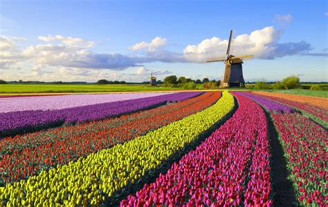 Best Netherland Tulip Fields to Visit .